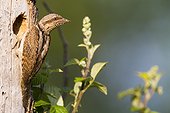 Eurasian Wryneck at nest - Navarra Spain