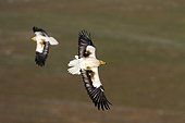 Egyptian Vultures in flight - Alcudia Valley Spain