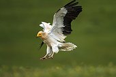 Egyptian Vulture landing - Alcudia Valley Spain