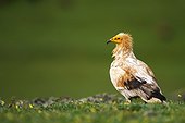 Egyptian Vulture on ground - Alcudia Valley Spain