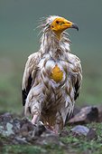 Egyptian Vulture under the rain - Alcudia Valley Spain