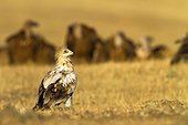 Egyptian Vulture and Vultures - Alcudia Valley Spain