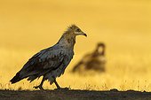 Egyptian Vulture and Vulture - Alcudia Valley Spain