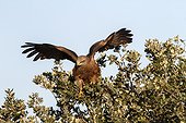Black Kite on a branch - Alcudia Valley Spain