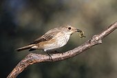 Spotted Flycatcher on a branch - Ciudad Real Spain