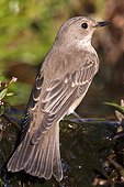 Spotted Flycatcher in water - Ciudad Real Spain