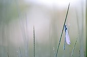 Damselfly on a stem at dawn - Prairie Fouzon France