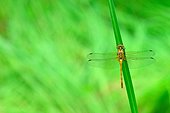 Dragonfly on rush - Fouzon Prairie France