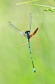 Spider capturing a Damselfly - France Fouzon Prairie
