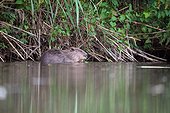 European Beaver eating on the bank- France 