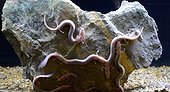 Breeding Olm - Cave Choranche Vercors Alpes France