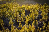 Forêt de conifères - Teide Tenerife Canaries