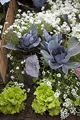 Cabbages and alysse in bloom in a kitchen garden