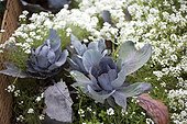 Cabbages and alysse in bloom in a kitchen garden