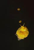 Golden wentletrap on black background - Cabilao Philippines
