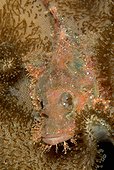 Flathead Scorpionfish on Leather Coral - Bohol Philippines