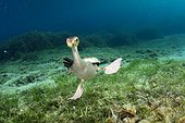 Cormorant underwater - Menorca Balear Mediterranean sea