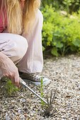 Woman weeding her gravel path