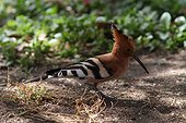 African Hoopoe on ground - Ethiopia