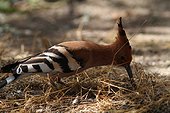 African Hoopoe on ground - Ethiopia