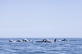 Orcas swimming at surface - Pacific Ocean Kamchatka Russia