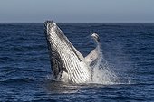 Humpback Whale outgoing water - Indian Ocean