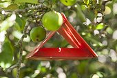 Pheromone trap on apple tree against codling moth