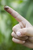 Froglet on the finger of a child