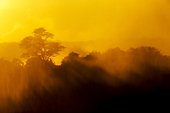 Twilight on the Victoria Falls - Mosi-Oa-Tunya Zambia ; Setting sun lights mist-covered trees near Eastern Cataract of Victoria Falls