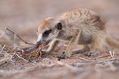 Young Meerkat eating a Scorpion - Kalahari South Africa ; A young meerkat bites the sting off a scorpion before eating it, a behavior that it is taught by an adult.