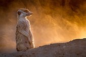 Meerkat looks up from digging - Kalahari South Africa ; The setting sun makes the dust kicked up by a digging Meerkat glow gold.
