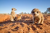 Meerkat pup with the babysitter - Kalahari South Africa ; Meerkat pup with the babysitter in the background.