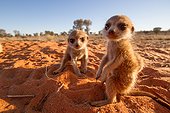 Meerkat pups - Kalahari South Africa