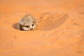 Sleepy young Meerkat - Kalahari South Africa