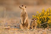 Meerkat babysitting pup - Kalahari South Africa
