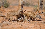 Meerkats play fighting - Kalahari South Africa
