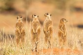 Meerkats alert - Kalahari South Africa ; Meerkat group alert for predators in evening light.