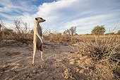 Sentinel Meerkat - Kalahari South Africa