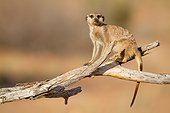 Sentinel Meerkat on tree - Kalahari South Africa