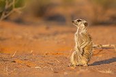 Meerkat sunning in morning - Kalahari South Africa