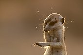 Meerkat getting distracted by flies - Kalahari South Africa