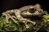 Reticulate Bright-eyed Frog - Ranomafana Madagascar