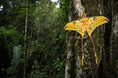 Comet Moth on trunk - Ranomafana Madagascar ; Madagascar Moon Moth is the largest of the Malagasy Lepidoptera and one of the largest in the world. The male can be 20 cm in length including tail. Athough not uncommon this species, like much of Madagascars wildlife, is threatened by habitat destruction. Collection for the pet trade is also an issue as this species is difficult to breed in captivity.