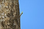 Southern Flying Lizard male - Anaimalai Mountain India ; Nilgiri
