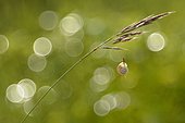 Snail clinging to a grass stem - Lorraine France ; calcareous grassland 