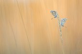 Common Blue couple on spikelets at dawn - France