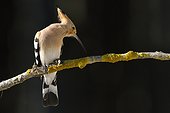 Hoopoe on a branch - Hungary