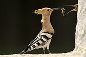 Hoopoe male offering an offering - Hungary
