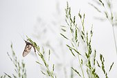 Mayfly on spikelets - France