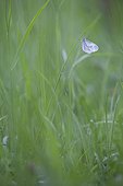 Moroccan Orange Tip by wet weather - Alsace France 